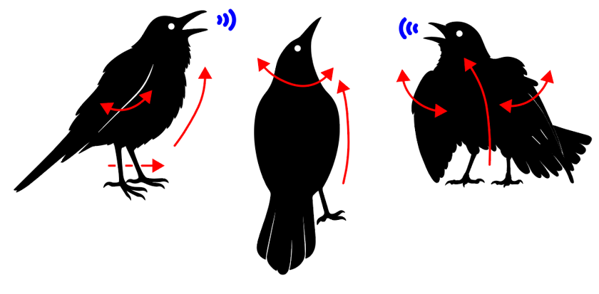 Blackbirds producing coordinated vocal and postural courtship displays, with arrows indicating body movement