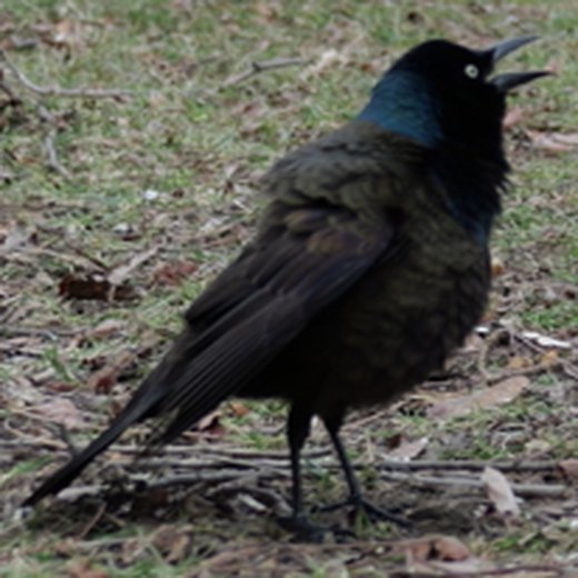 Placeholder photo (grackle) — Ziyang (Isabella) Wang