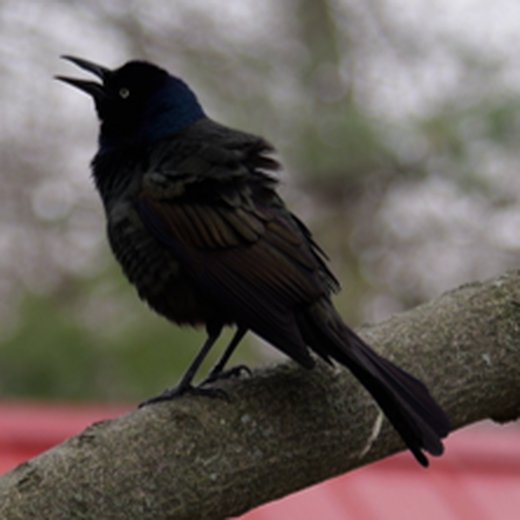 Placeholder photo (grackle) — Ava Lindon