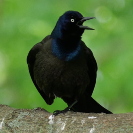 Placeholder photo (grackle) — Walter Dych
